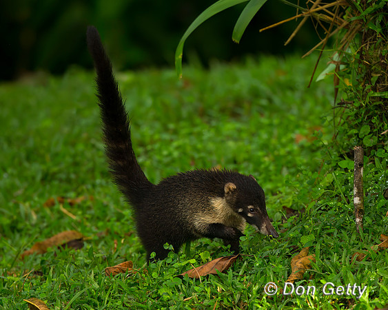 White-nosed Coati