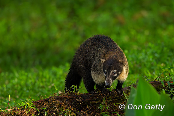 White-nosed Coati