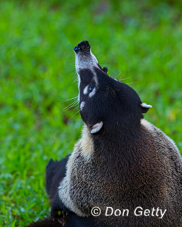 White-nosed Coati