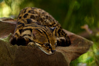 Margay