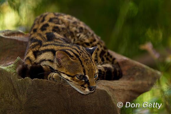 Margay