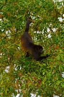 Monkey, Mantled Howler