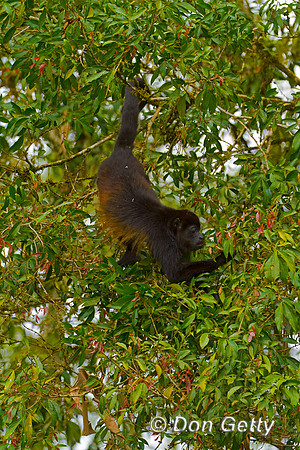 Mantled Howler Monkey