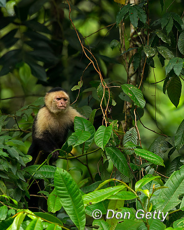 White-headed Capuchin Monkey