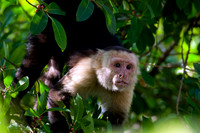 Monkey, White-headed Capuchin