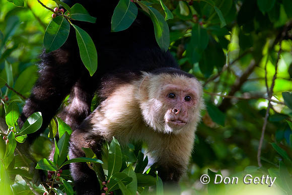 White-headed Capuchin Monkey