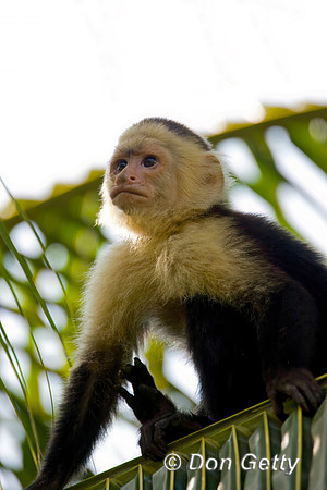 White-headed Capuchin Monkey