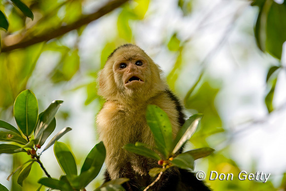 White-headed Capuchin Monkey