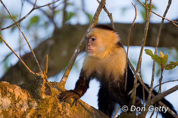 White-headed Capuchin Monkey