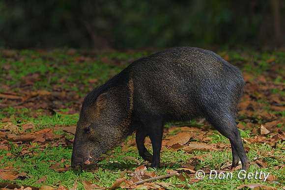 Collared Peccary
