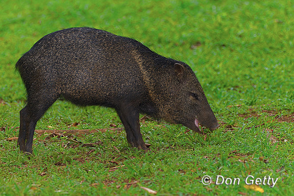 Collared Peccary