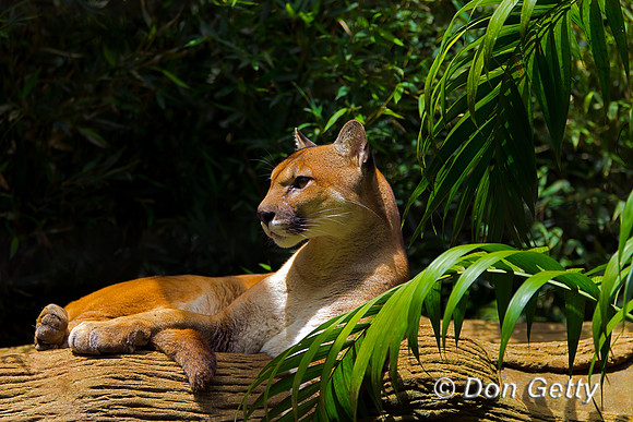 Puma