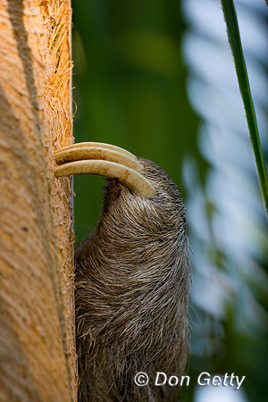 Three-toed Sloth