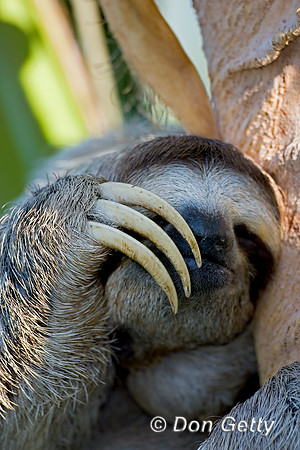 Three-toed Sloth