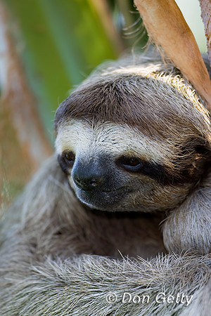 Three-toed Sloth