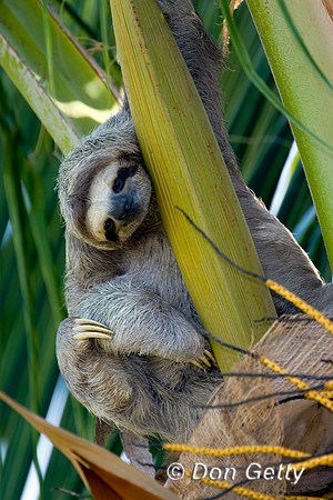 Three-toed Sloth