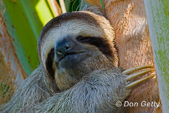 Three-toed Sloth