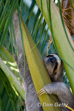 Three-toed Sloth