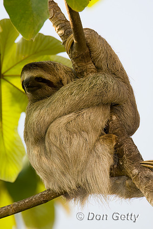 Three-toed Sloth