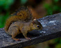Squirrel, Red-tailed
