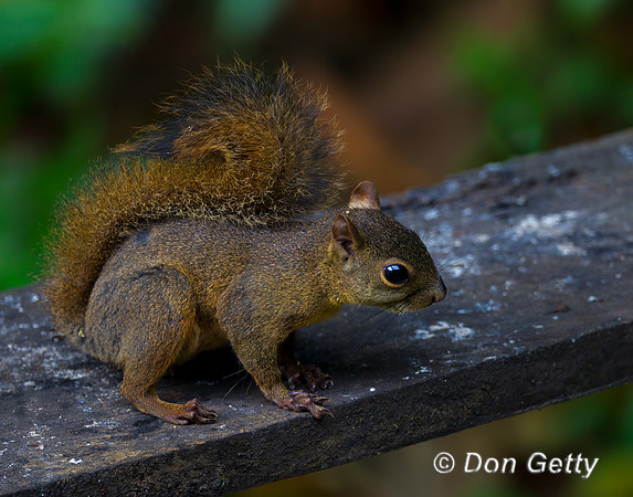Red-tailed Squirrel