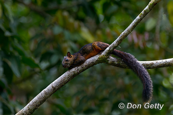 Variegated Squirrel