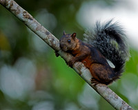 Squirrel, Variegated