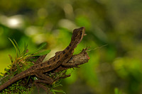Common Basilisk
