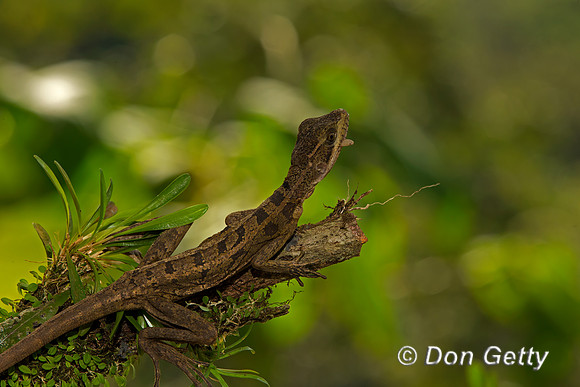 Common Basilisk