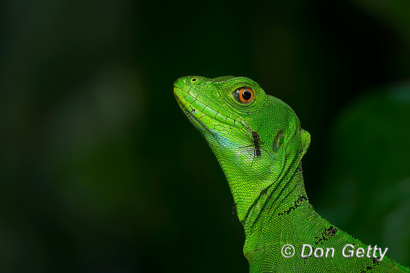 Double-crested Basilisk