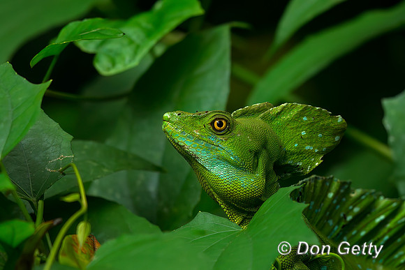 Double-crested Basilisk