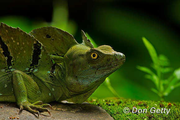 Double-crested Basilisk