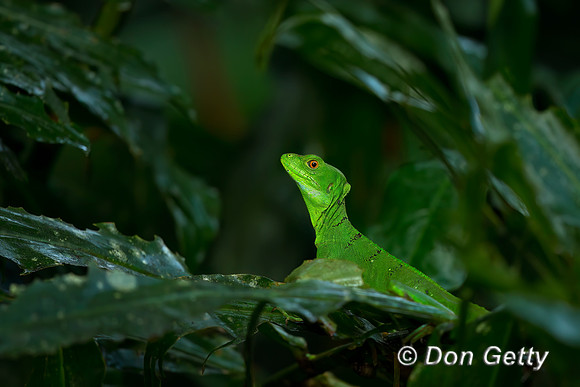 Double-crested Basilisk