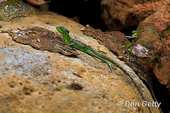 Double-crested Basilisk