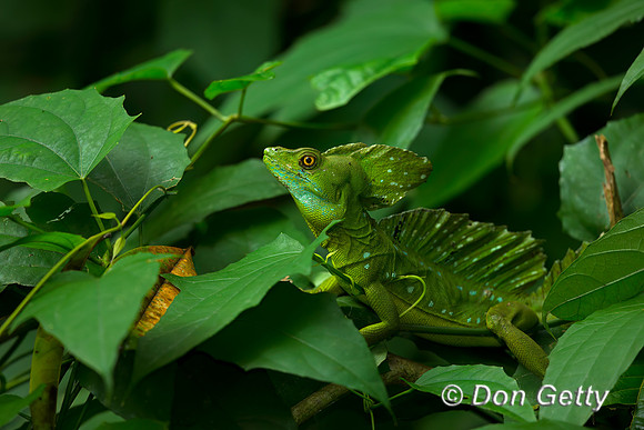 Double-crested Basilisk