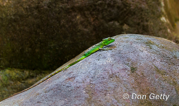 Double-crested Basilisk