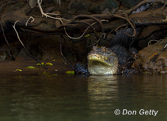 Spectacled Caiman