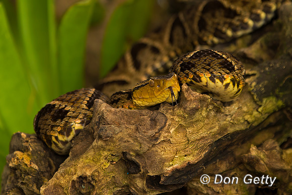 Fer-de-Lance