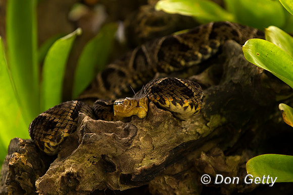 Fer-de-Lance