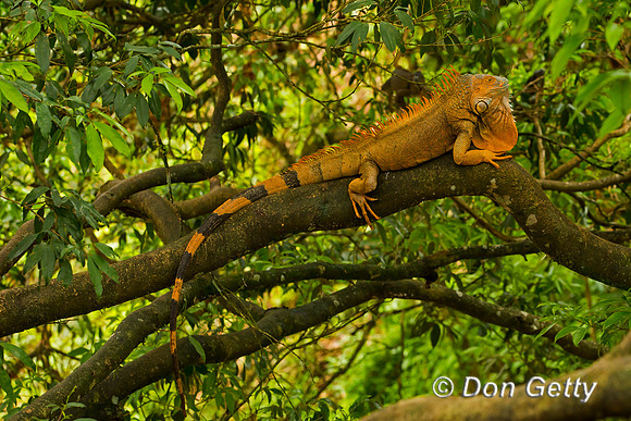 Green Iguana
