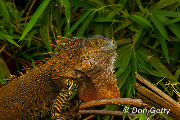 Green Iguana