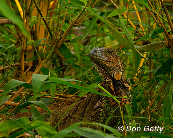 Green Iguana