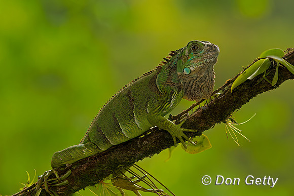 Green Iguana