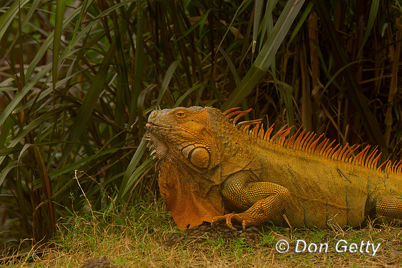 Green Iguana