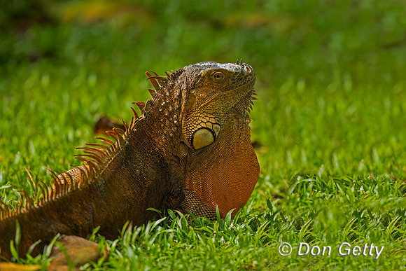 Green Iguana