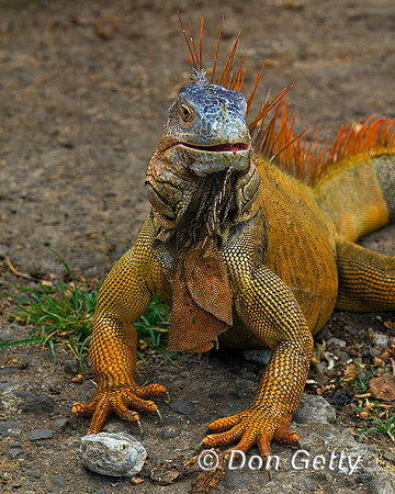 Green Iguana