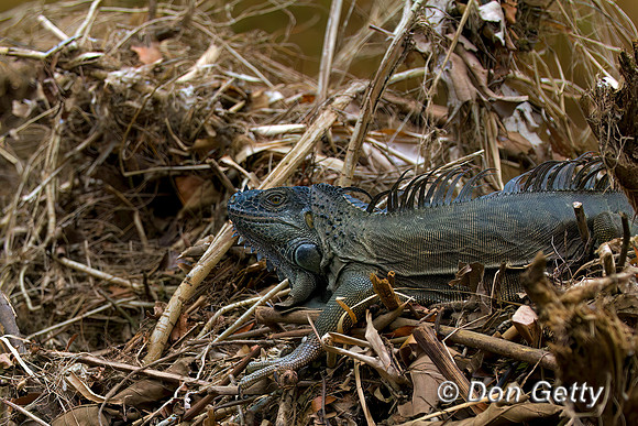 Green Iguana