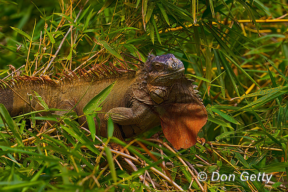 Green Iguana