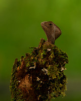 Casque-headed Lizard