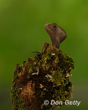 Casque-headed Lizard